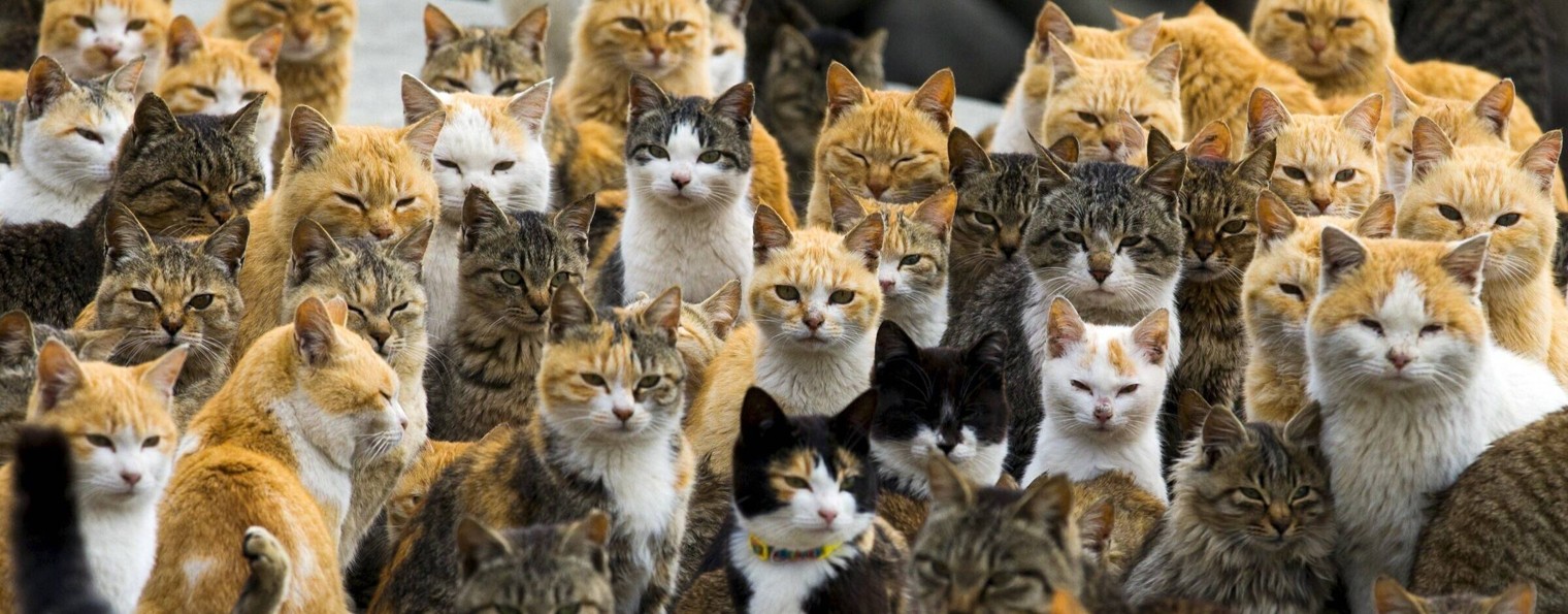 КотоТВ