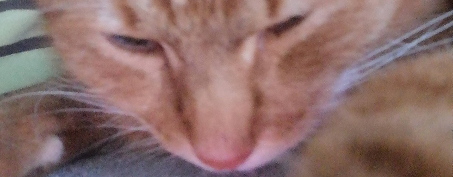 Котик рыжий