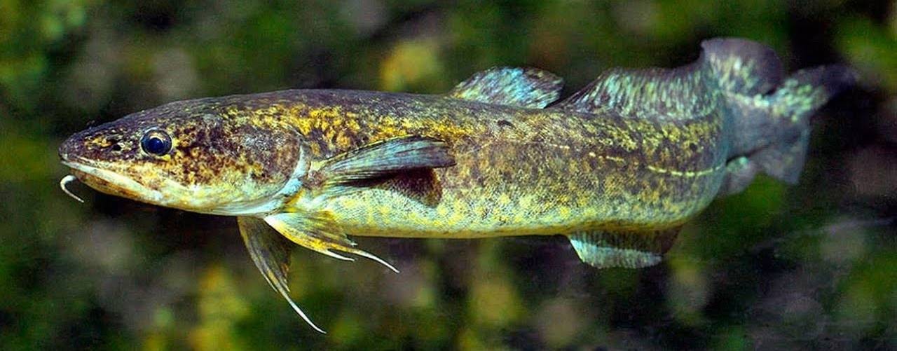 налим Никодим