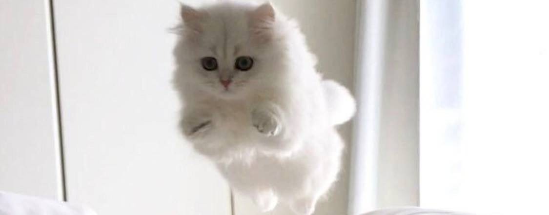 Милашка котяшка!