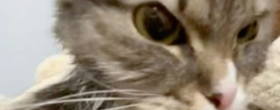 Котёнок Слайм