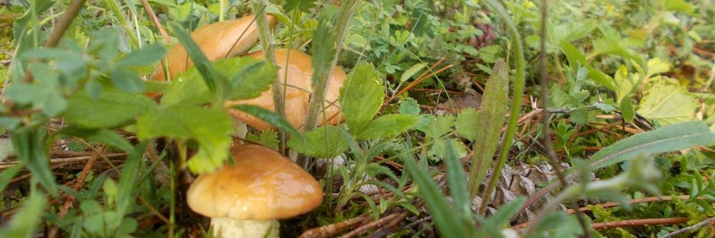 Светлана  Крым