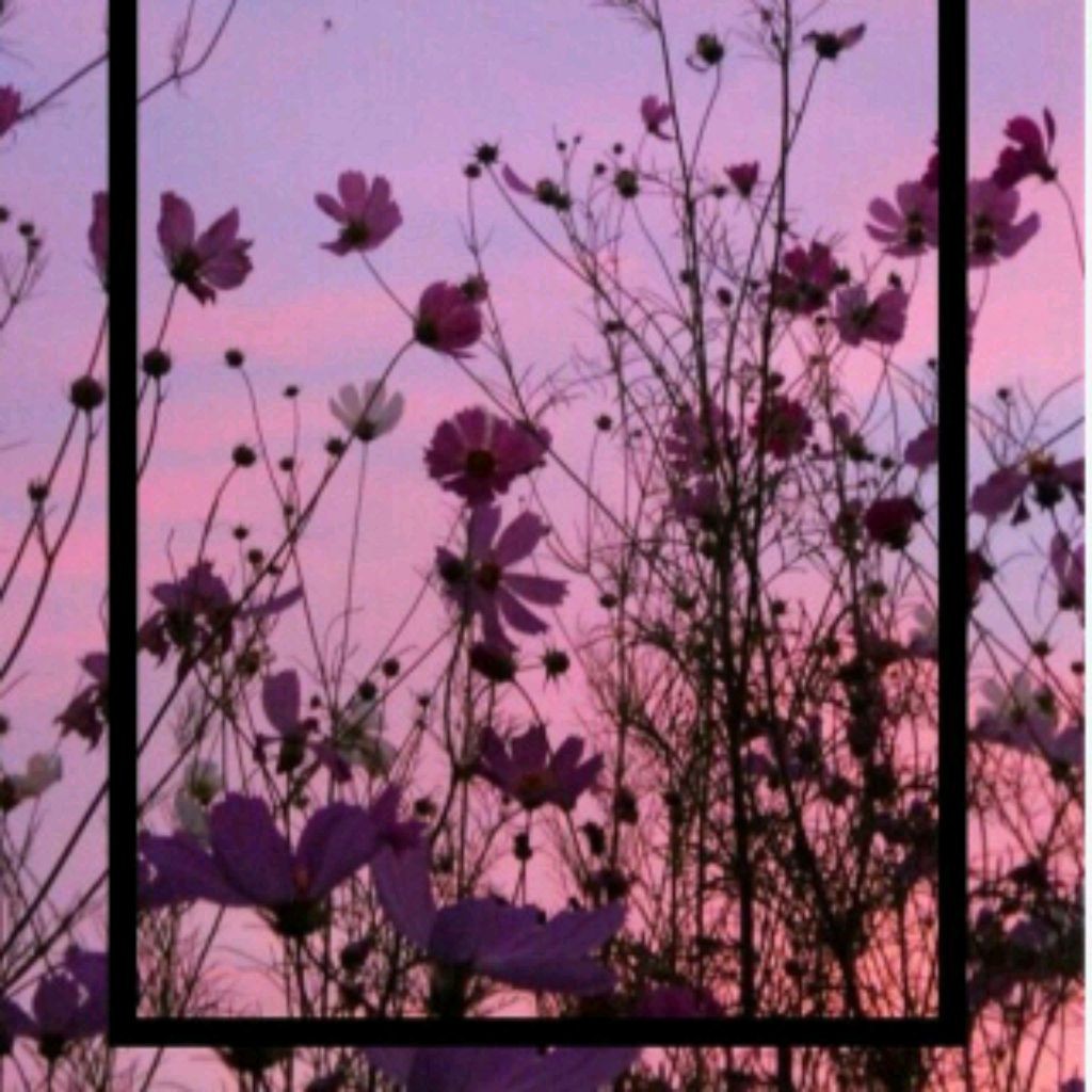 ♥√Viksi Diksi√♥