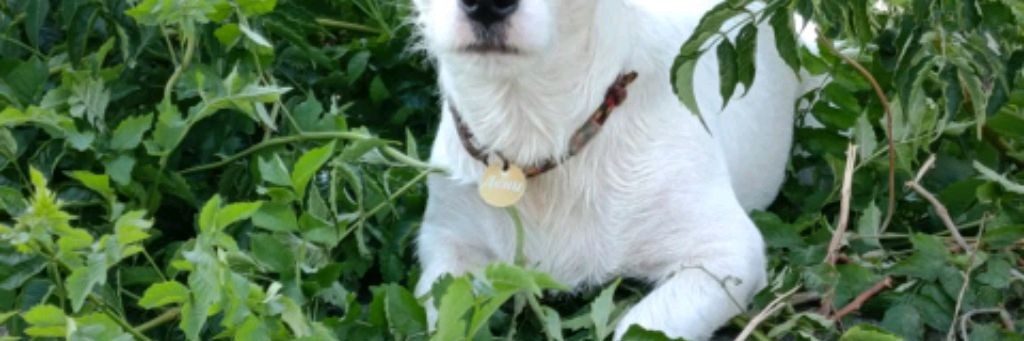 Дени,он же Дениска,Денёк,Денчик,Денча,Деня и т.д.