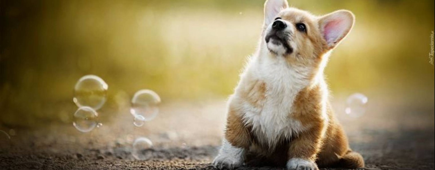 Щенок по имени Джек