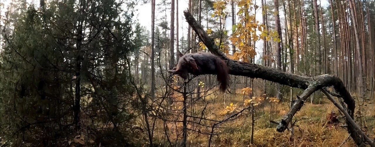 Сергей Михалыч. Охота и рыбалка