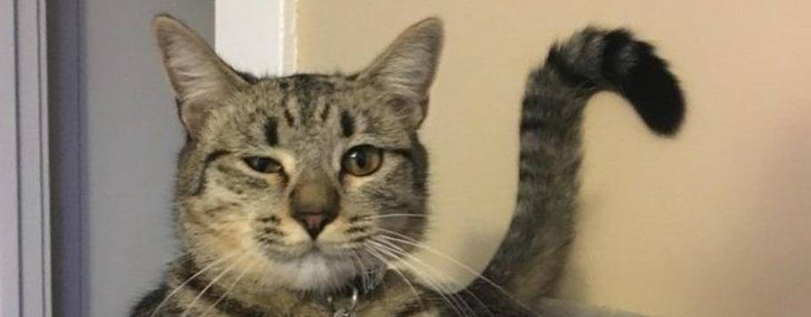 fuNNy cats