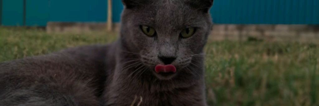 Верный Друг 🐈🐕