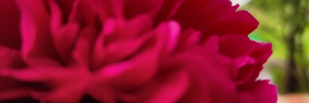 ロージー&ソフィア