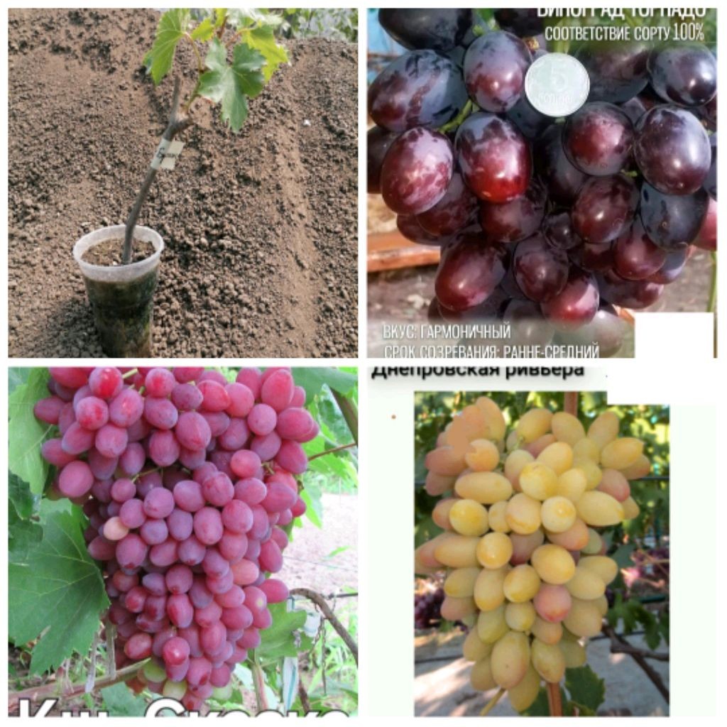 Лоза Нижнебаканки