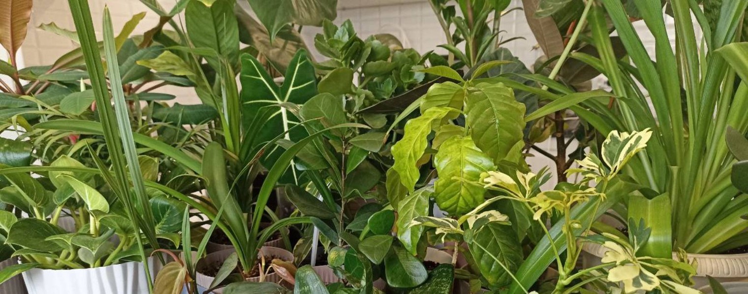 Дневник начинающего цветовода