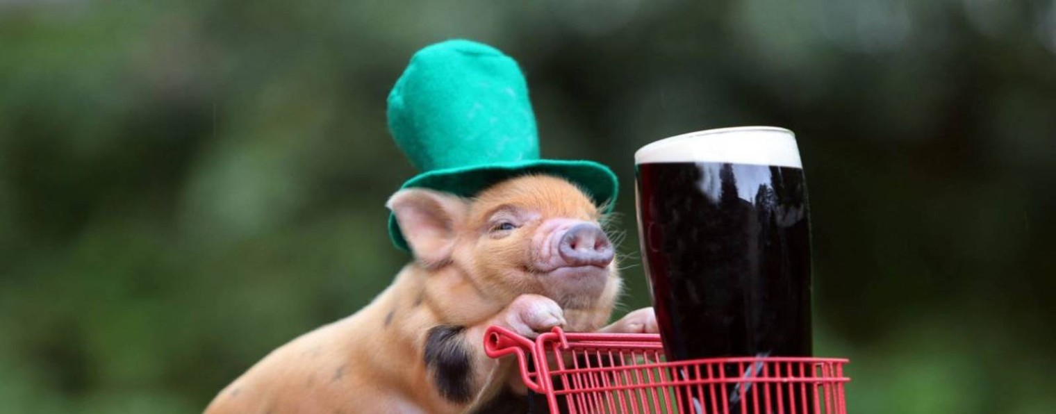 🍺BEERPIG🐷