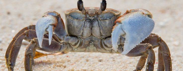 KRAB™
