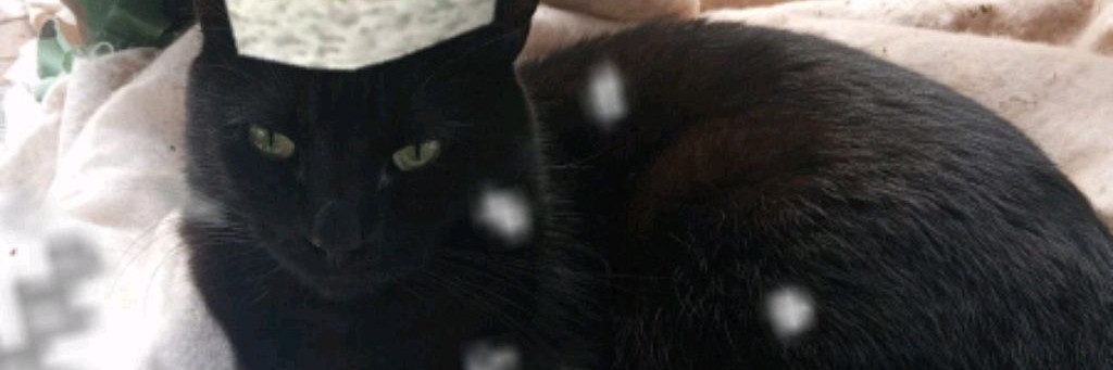 Дачная Дичь 👋✌