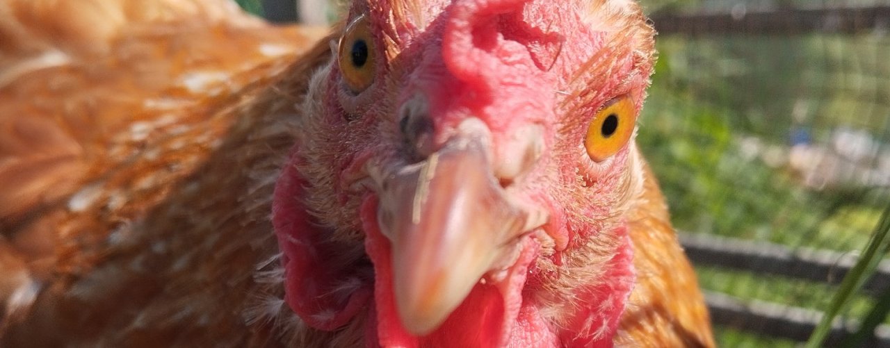 slime soon... REBORN