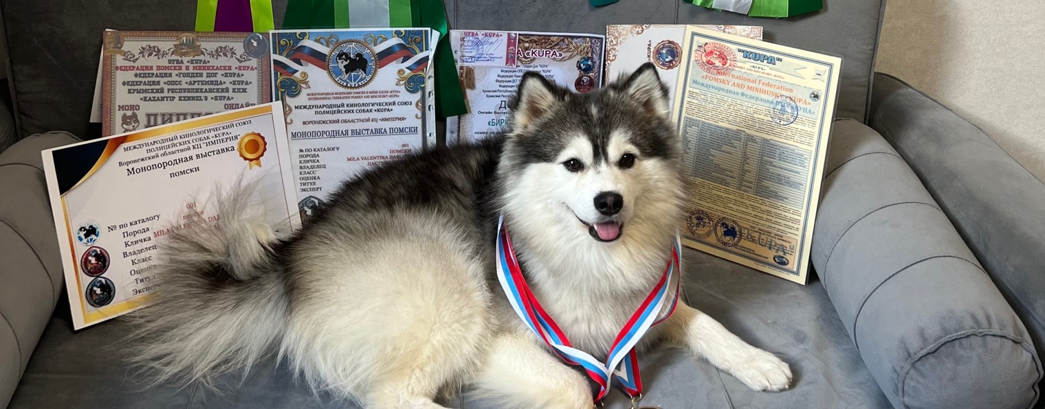 Pomsky_Finik
