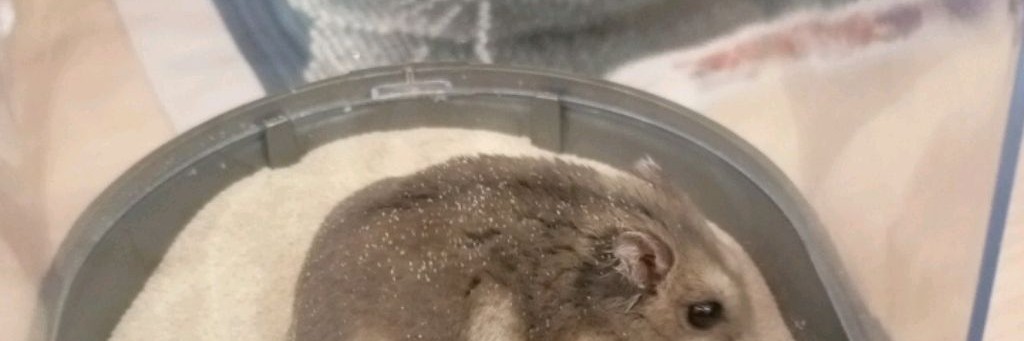 Страшылки🦊