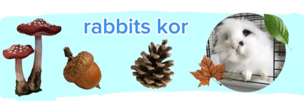 Rabbits Kor