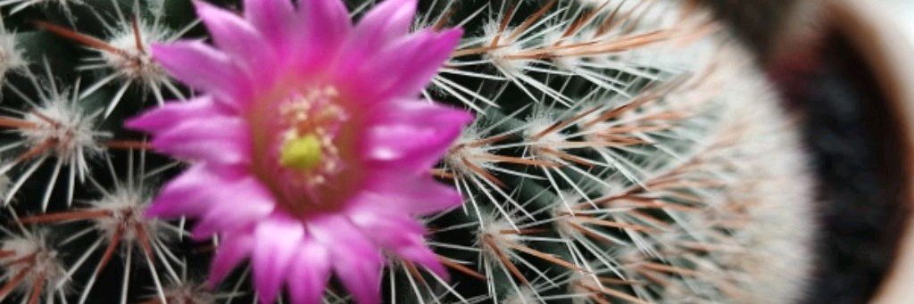 Благородные воробьи