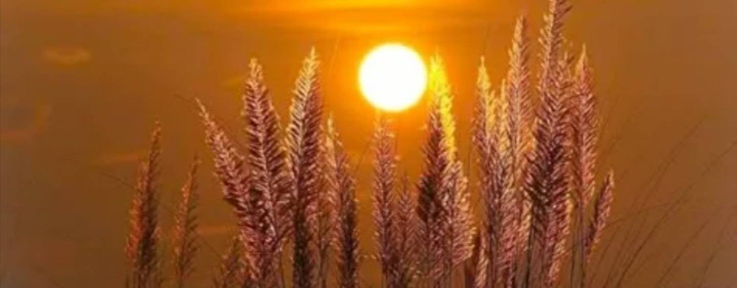 Божья жемчужина🦪