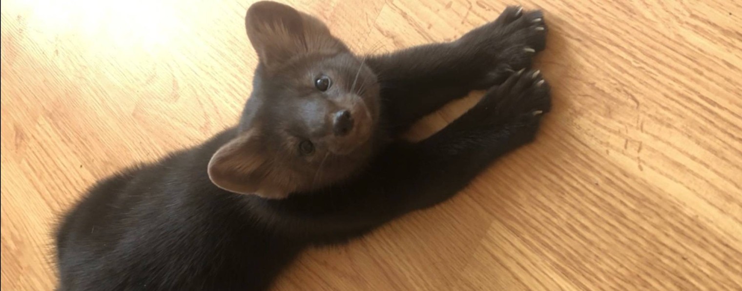 Соболь Маруся