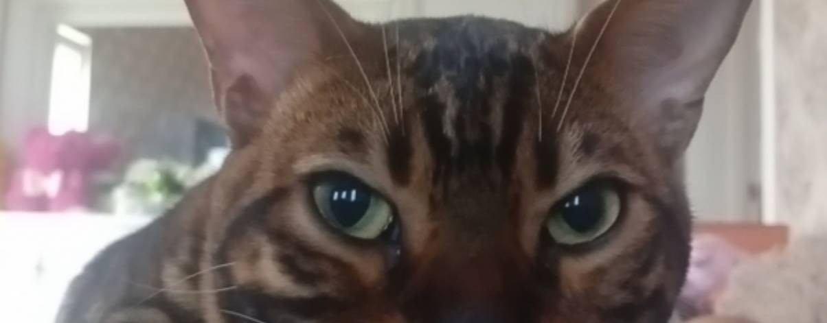 Валя-Валенок