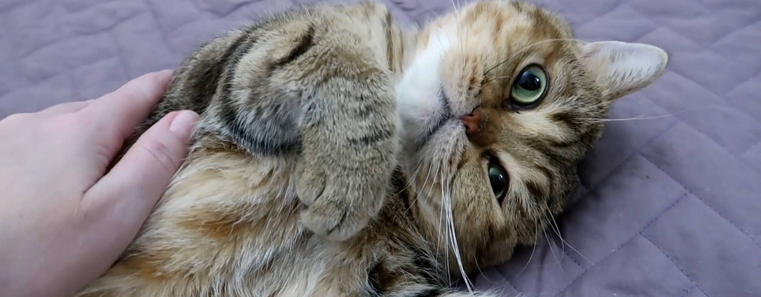 Мой любимый кот Макс