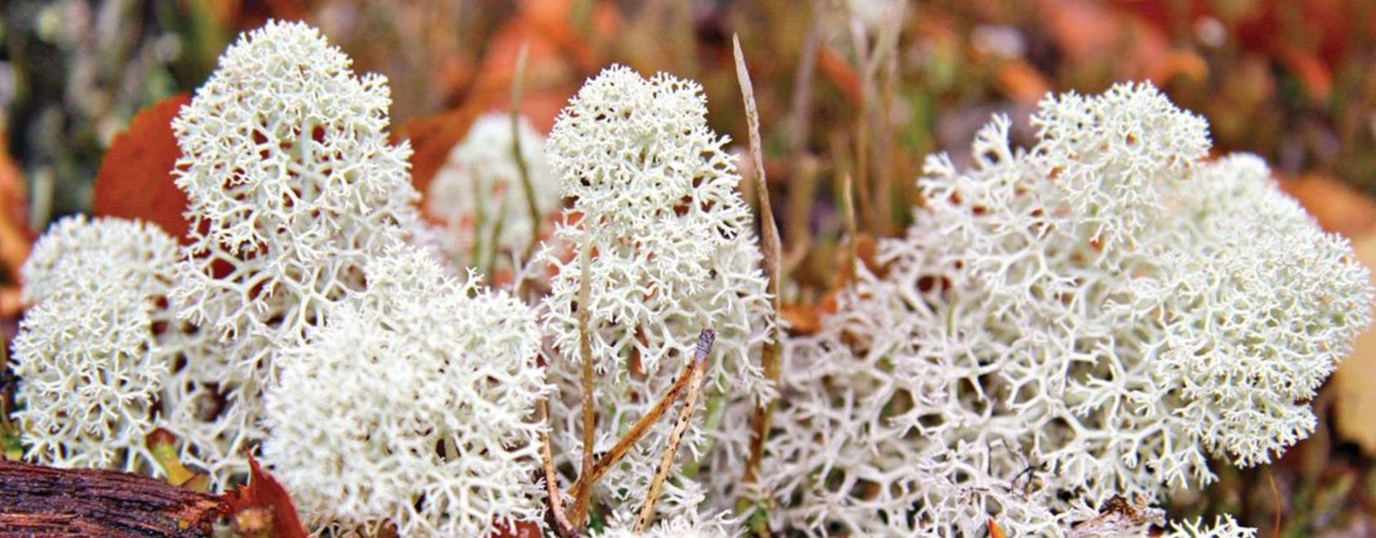 Переезд на север