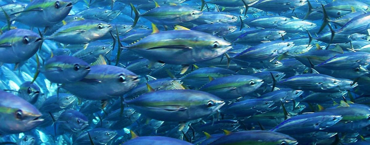 Встречи на водоёмах