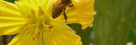 Пасека Григория