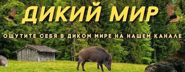 ДИКИЙ МИР