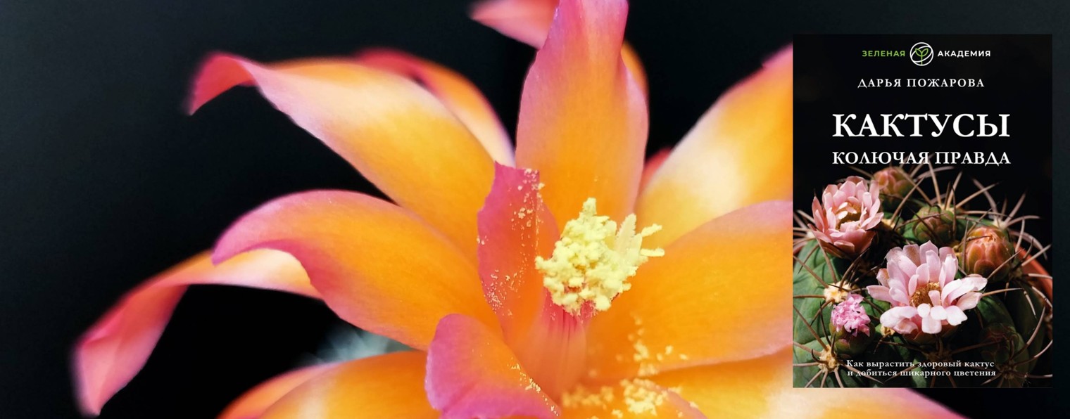 КОЛЮЧАЯ ПРАВДА. Канал Дарьи Пожаровой о кактусах