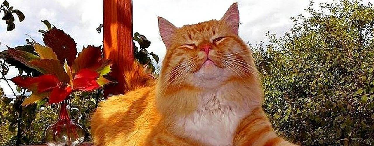 нейромультики