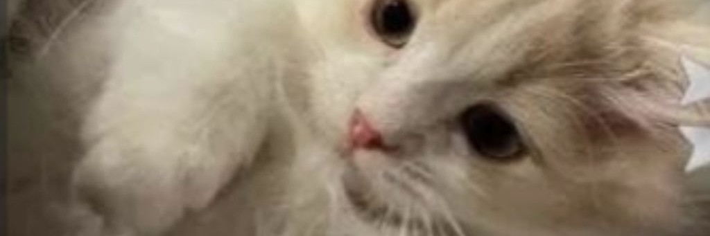 🌿_"Моя Жизнь"_🌿