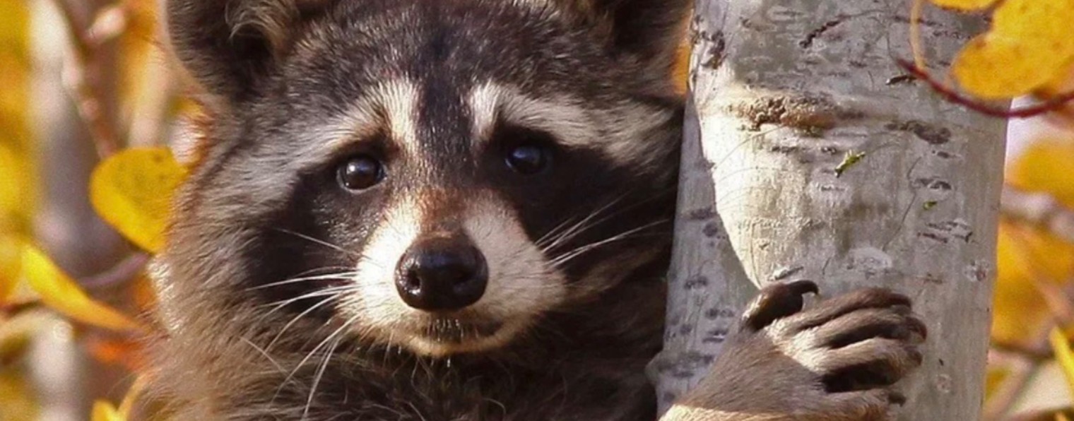 Полина Романова