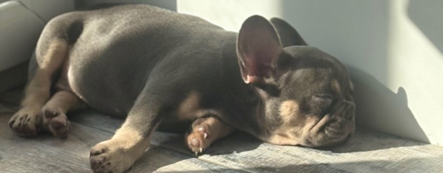 Французский бульдог по имени Гастон.