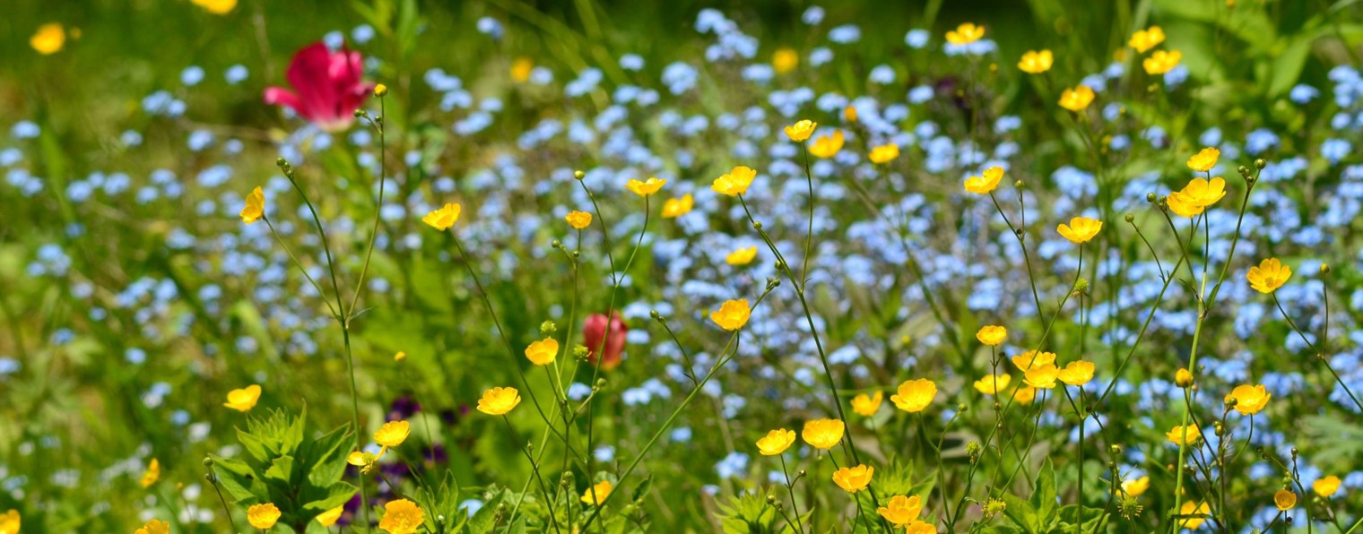 Край, который я люблю