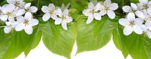 Песни Кубанской казачки