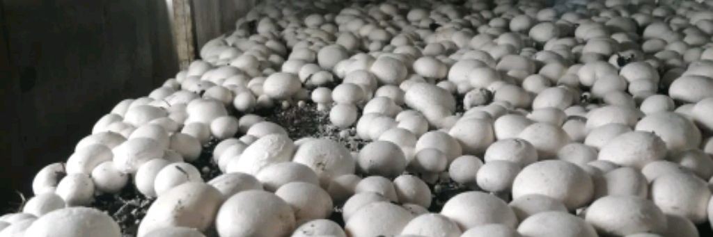 Тихорецкий шампиньон