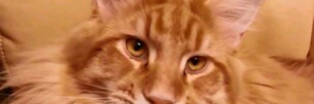 Tourist Bear (Турист Медведь)