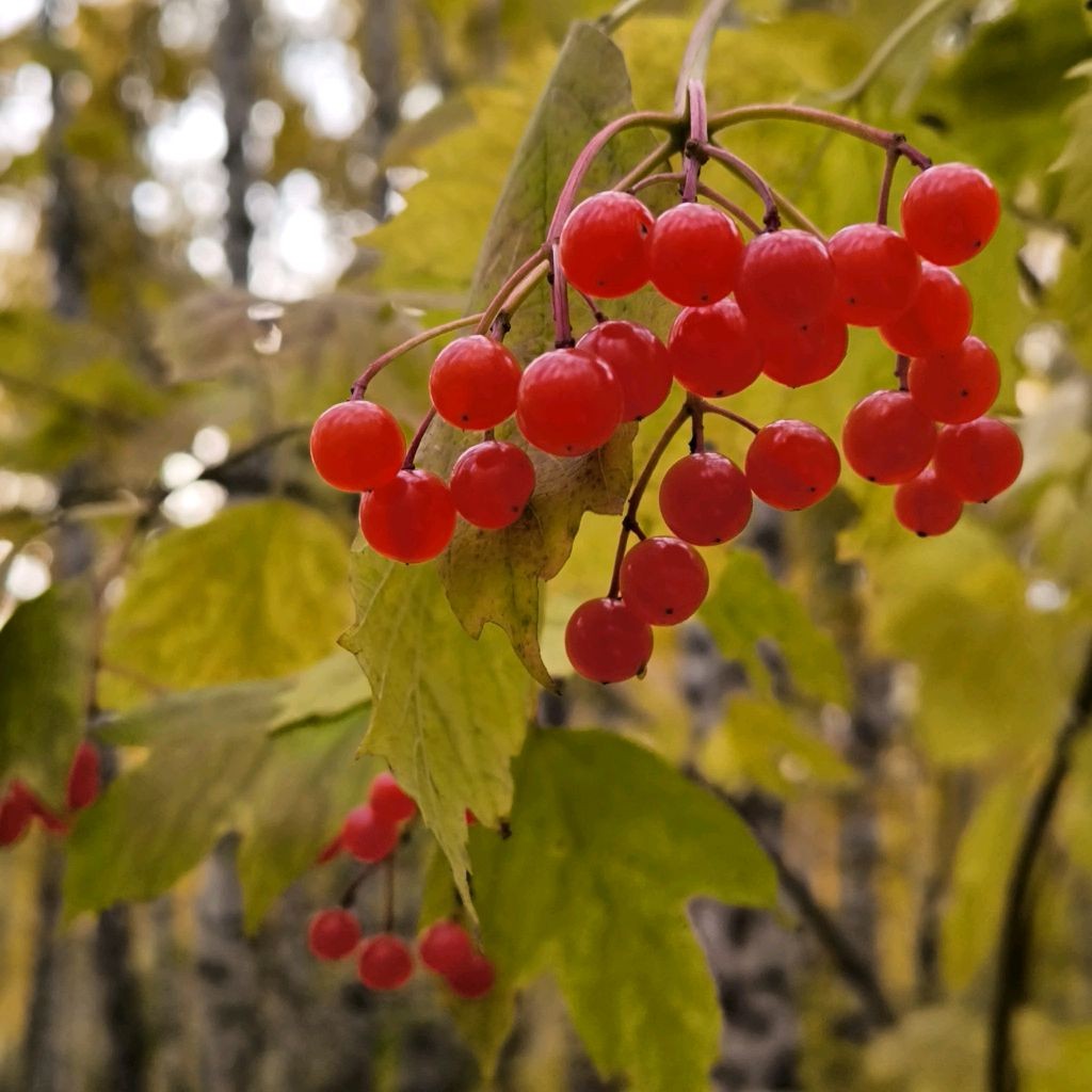 Сиренко Светлана Анатольевна