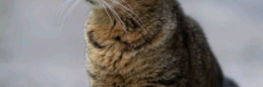 Кот По Андертеилу 😺 2