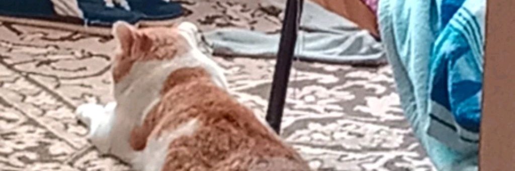 Бибулясик ❤️❤️❤️🇷🇺