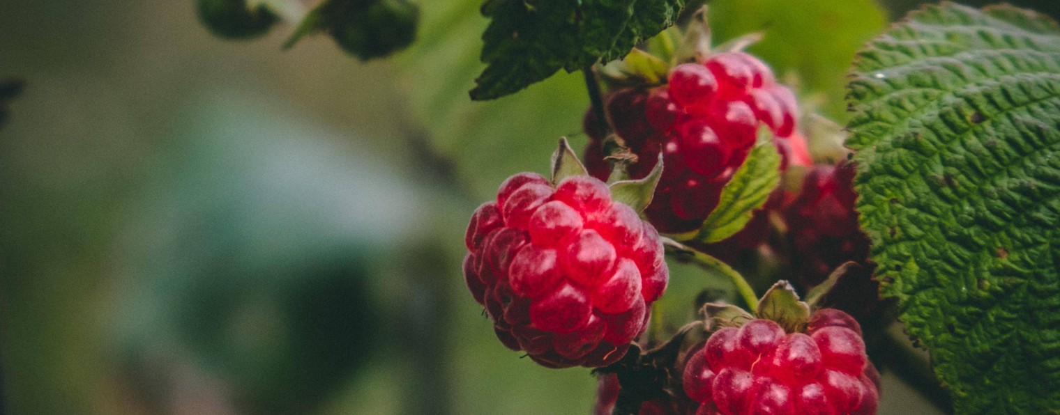 Сидоров Максим Владимирович