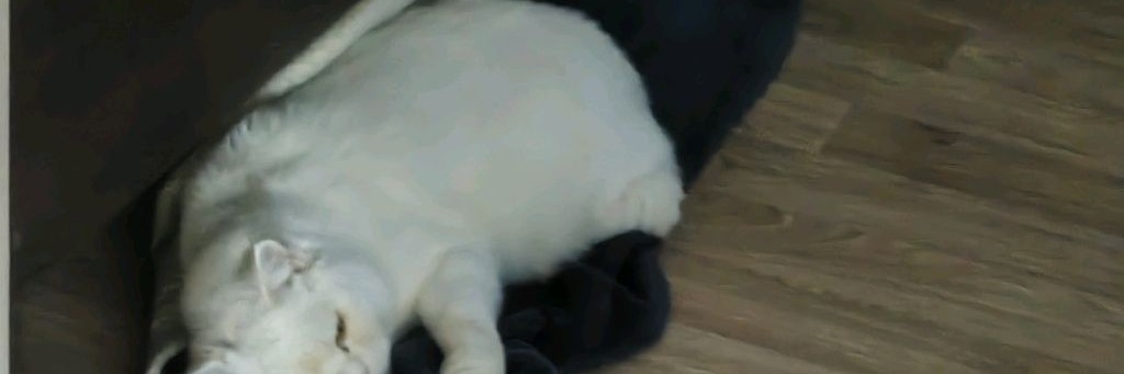 Акира🖤🤍🩶