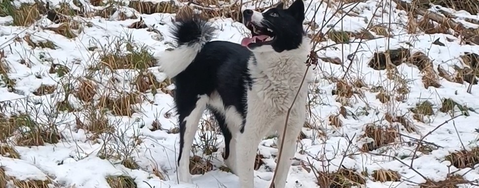 КРЫНИН ДМИТРИЙ