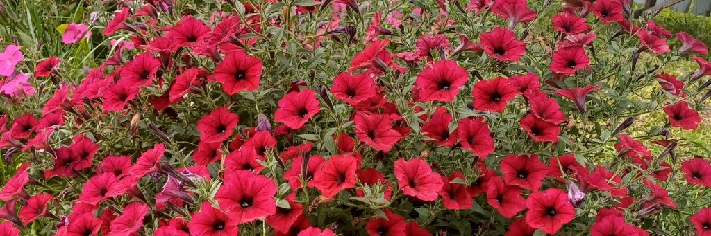 🌸Катрина🌸Сад И Огород Выращиваем Вместе 🌸