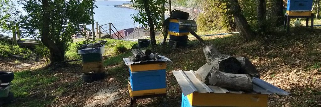 Пасека в Горах У Чёрного Моря
