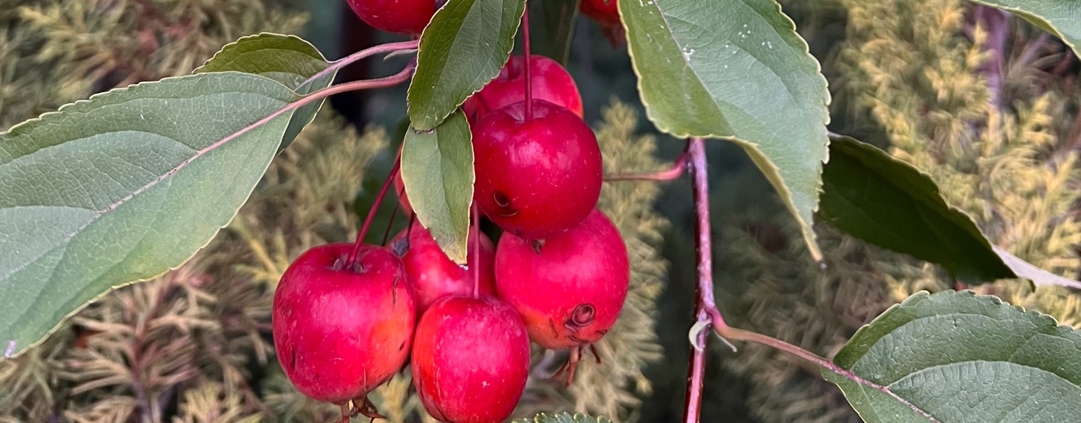 Идеи для сада