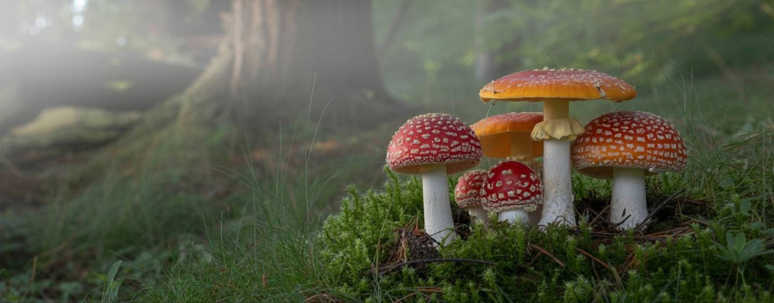 Макс Грибоедов